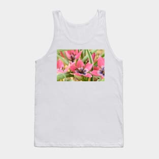 Tulipa  &#39;Little Beauty&#39;  AGM  Tulip  Miscellaneous tulip Tank Top